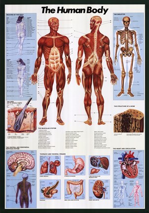 Framed Human Body Print