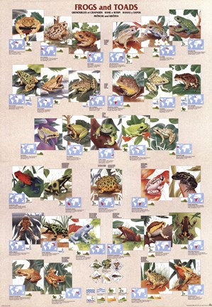 Framed Frogs and Toads Print