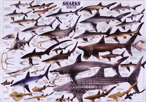 Framed Sharks Print