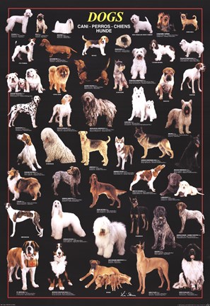Framed Dogs Print