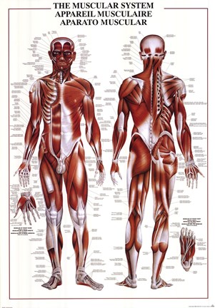 Framed Muscular System Print