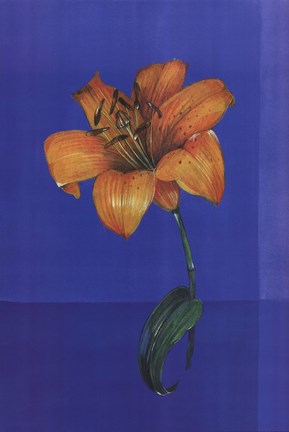 Framed Flower on Blue Print