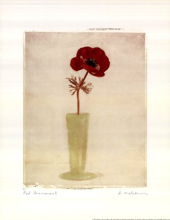 Framed Red Anemones I Print