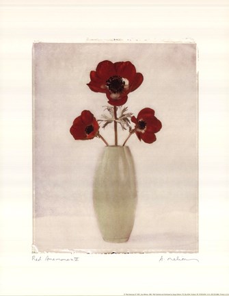 Framed Red Anemones IV Print