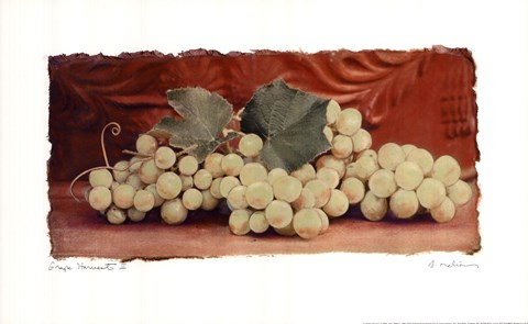 Framed Grape Harvest II Print