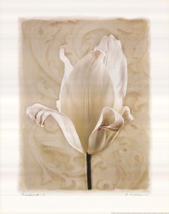 Framed Chiaroscuro I Print