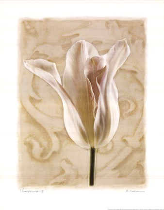 Framed Chiaroscuro II Print