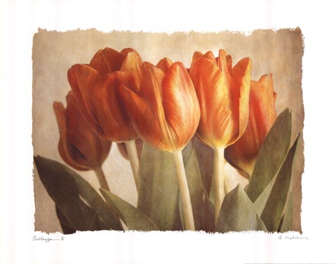 Framed Bellezza II Print