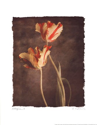 Framed Allegria II Print