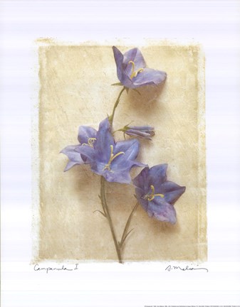 Framed Campanula I Print