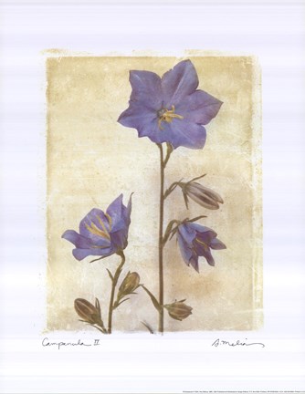 Framed Campanula II Print