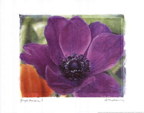 Framed Purple Anemones I Print