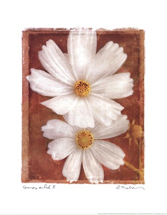 Framed Cosmos on Red II Print