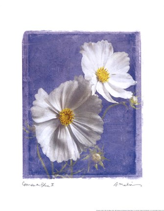 Framed Cosmos on Blue II Print