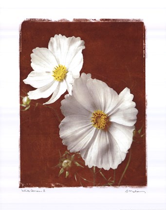 Framed White Cosmos II Print