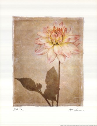 Framed Dahlia Print