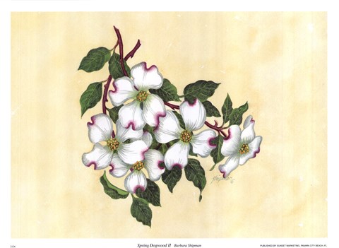 Framed Spring Dogwood II Print