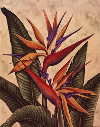 Framed Tropical Bird of Paradise Print