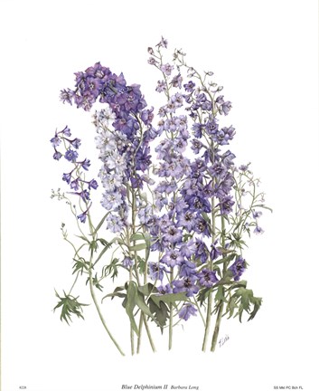 Framed Blue Delphinium II Print