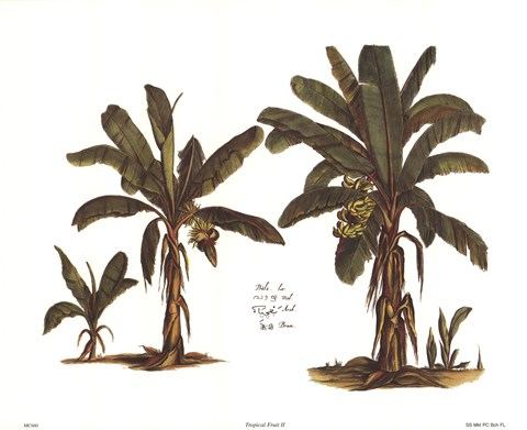 Framed Tropical Fruits II Print