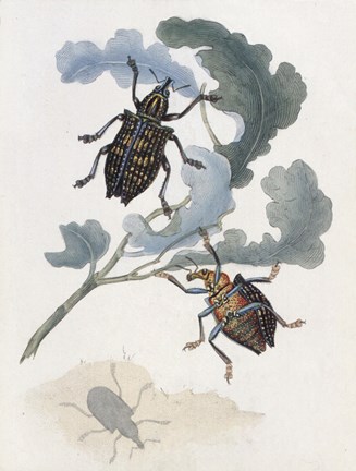 Framed Chelsea Beetles-3 of 3 Print