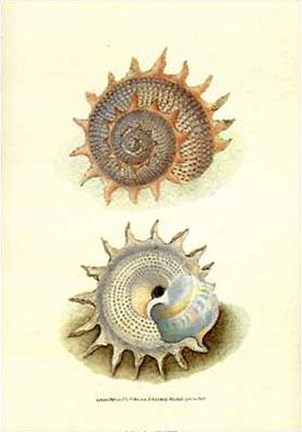 Framed Chelsea Shells-1 of 6 Print