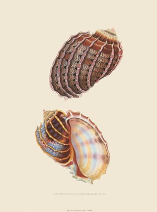 Framed Chelsea Shells-3 of 6 Print