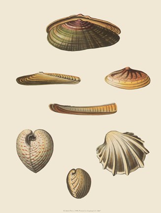 Framed Shells-1 of 8 Print