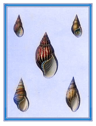 Framed Shells-1 of 4 Print