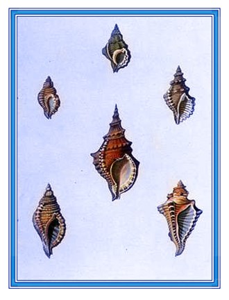 Framed Shells-3 of 4 Print