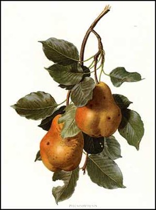 Framed Fruit-3 of 10 (Pears) Print