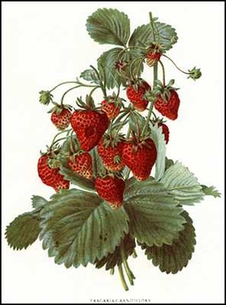 Framed Fruit-4 of 10 (Strawberries) Print