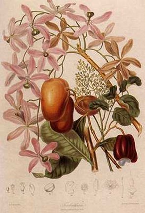 Framed Fruit and Vegetables-7 of 12 Print