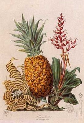 Framed Fruit and Vegetables-10 of 12 Print