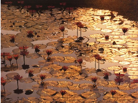 Framed Lotus Pond Print