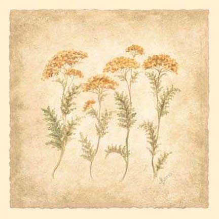 Framed Dancing Yarrow Print