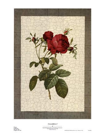 Framed Grandiflora I Print