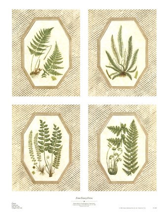 Framed Four Fancy Ferns Print