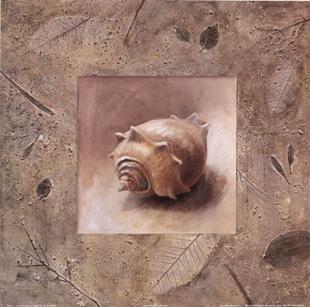 Framed Shell II Print