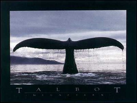 Framed Megaptera Print