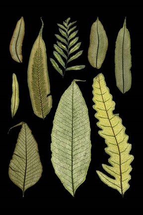 Framed Ferns on Black II Print