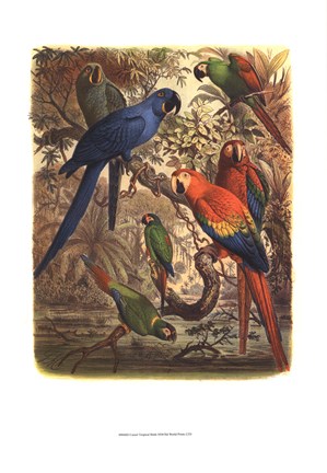 Framed Tropical Birds III Print