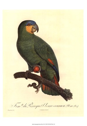 Framed Parrot, PL 110 Print