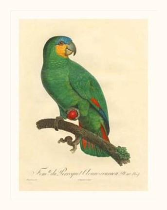 Framed Parrot, PL 110 Print