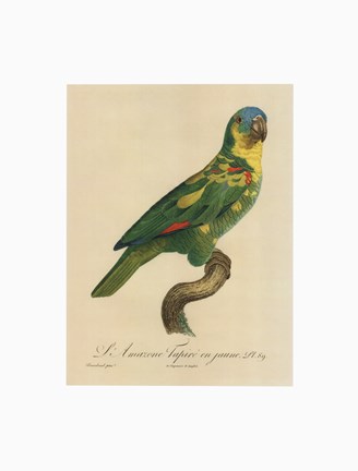 Framed Parrot, PL 89 Print