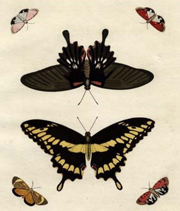 Framed Butterfly Melage III Print