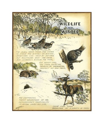 Framed Wildlife Print
