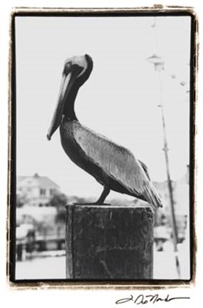 Framed Pelican Perch Print