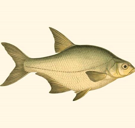 Framed Small Antique Fish I Print