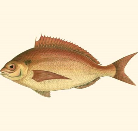 Framed Small Antique Fish III Print